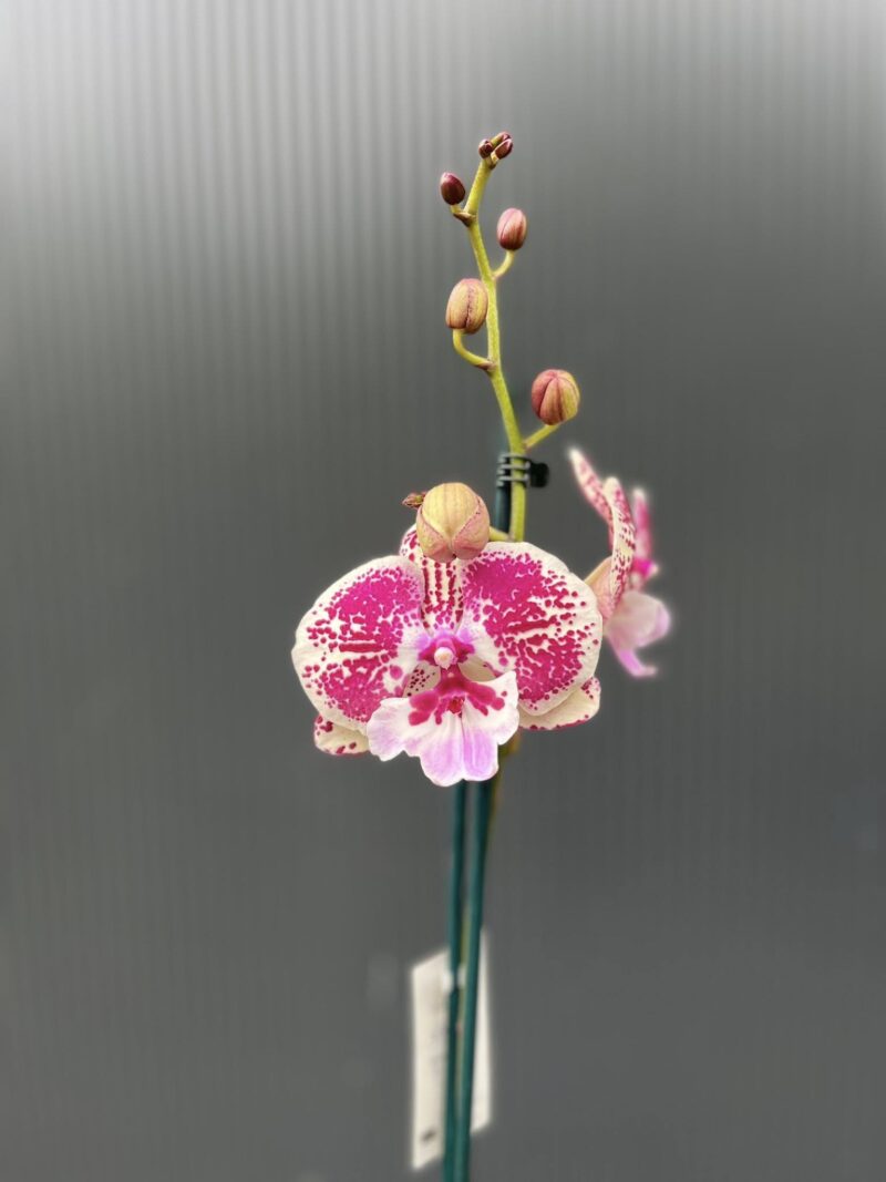 Phalaenopsis Limited 11 | Storczyk przekwitający Phalaenopsis Limited 11 | Storczyk przekwitający