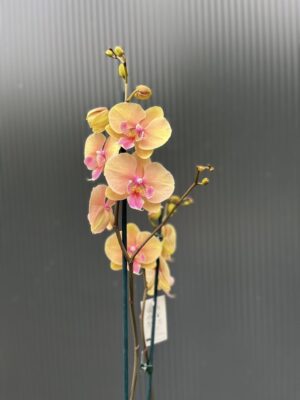 Phalaenopsis Allura Pleyel | Storczyk