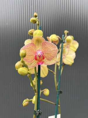 Phalaenopsis Limited 22 | Storczyk przekwitający