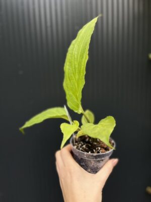 tacca chantrieri