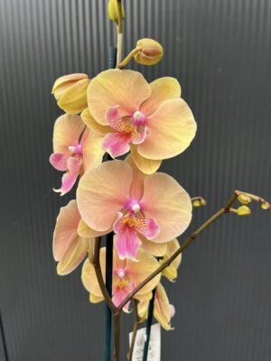 Phalaenopsis Allura Pleyel | Storczyk