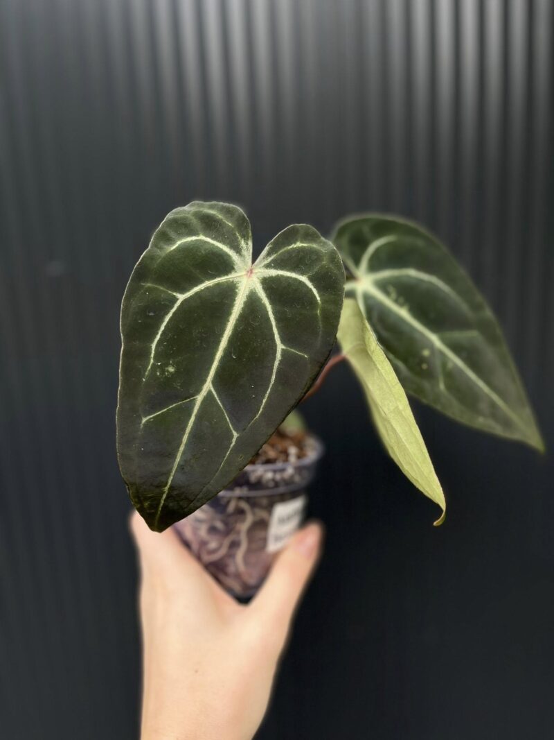 Anthurium Besseae aff Special Anthurium Besseae aff Special