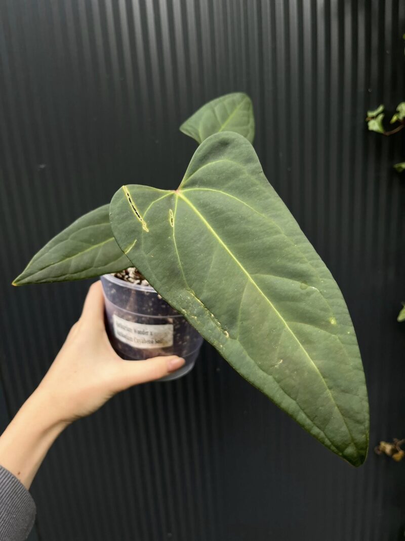 Anthurium Wonder x Cuyaneno Soul Anthurium Wonder x Cuyaneno Soul