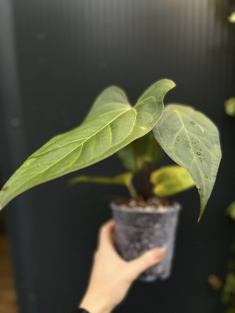 Anthurium Ingrid de Portilla × Crystallinum × Espiritu de Montaña