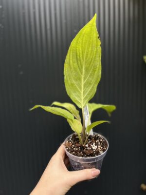 tacca chantrieri