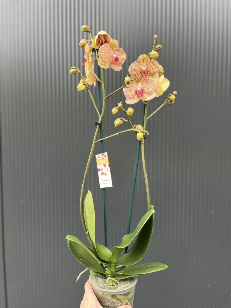 Phalaenopsis Limited 22 | Storczyk przekwitający