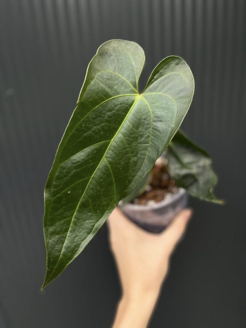 Anthurium Magnificum x Veitchii Anthurium Magnificum x Veitchii