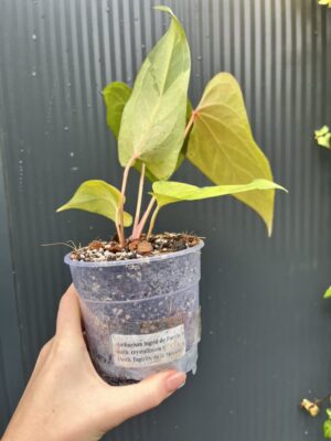 Anthurium Ingrid de Portilla × Crystallinum × Espiritu de Montaña