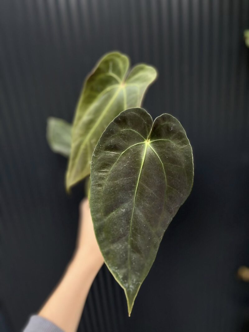 Anthurium Crystal Sky x Papillilaminum Anthurium Crystal Sky x Papillilaminum