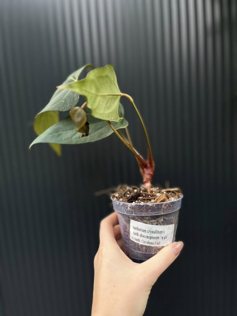 Anthurium Crystalinum x draconopterum Pangui x Cuyabeno Soul