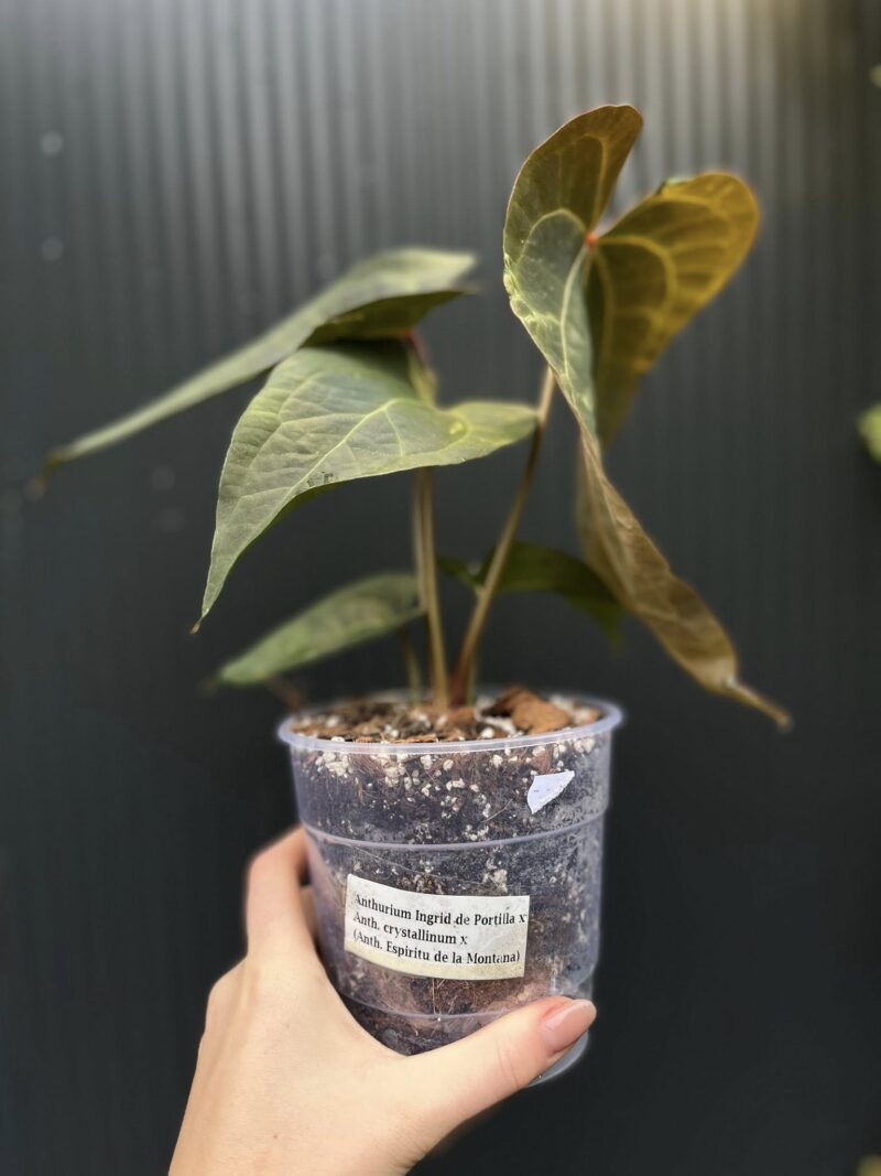 Anthurium Ingrid de Portilla × Crystallinum × Espiritu de Montaña