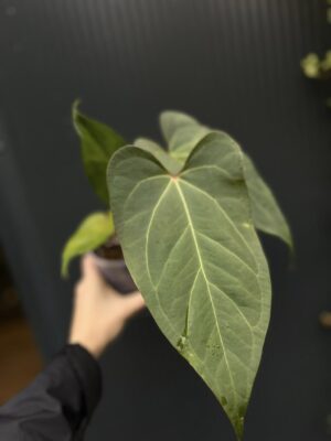 Anthurium Ingrid de Portilla × Crystallinum × Espiritu de Montaña