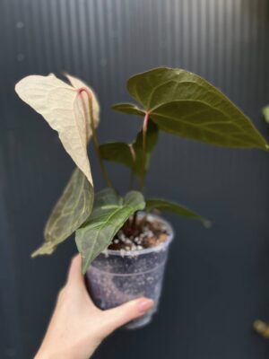 Anthurium Ingrid de Portilla × Crystallinum × Espiritu de Montaña