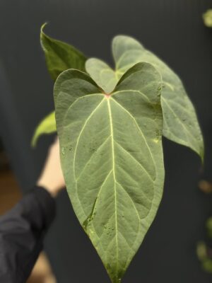 Anthurium Ingrid de Portilla × Crystallinum × Espiritu de Montaña