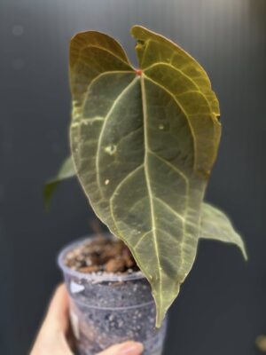 Anthurium Ingrid de Portilla × Crystallinum × Espiritu de Montaña