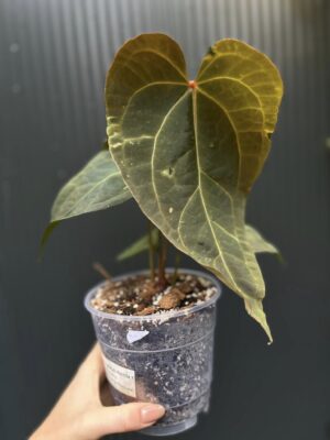 Anthurium Ingrid de Portilla × Crystallinum × Espiritu de Montaña