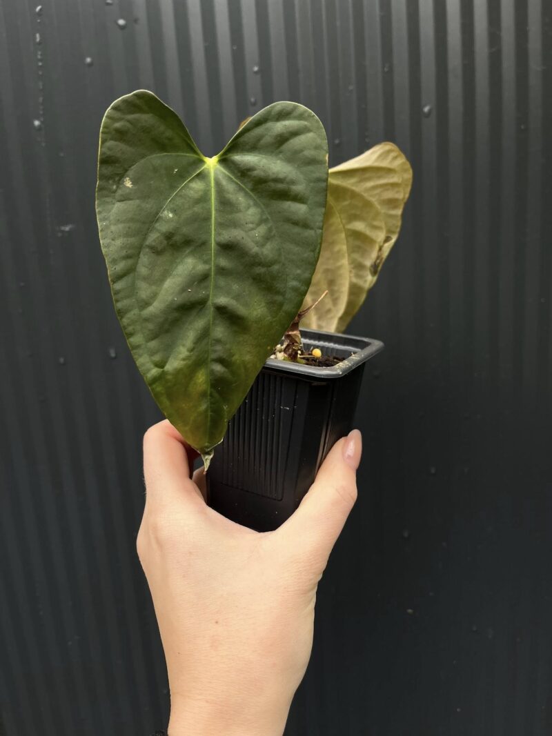 Anthurium X-One × Portillae Anthurium X-One × Portillae