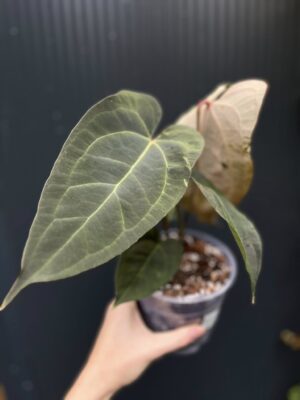Anthurium Ingrid de Portilla × Crystallinum × Espiritu de Montaña