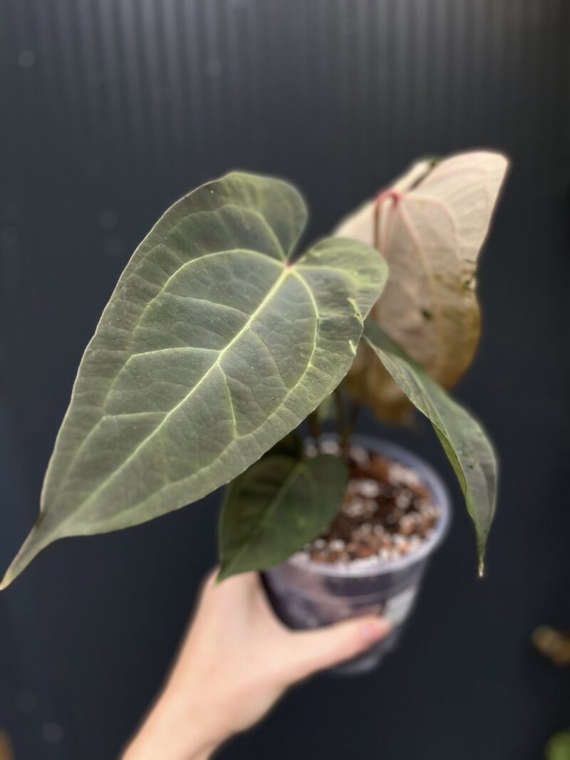 Anthurium Ingrid de Portilla × Crystallinum × Espiritu de Montaña