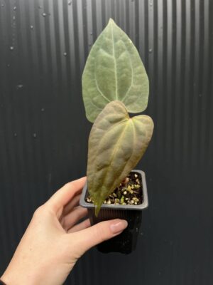 Anthurium Indo Portillae × RVDP (Red Vein Dark Phoenix)