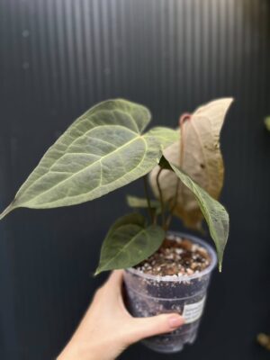 Anthurium Ingrid de Portilla × Crystallinum × Espiritu de Montaña