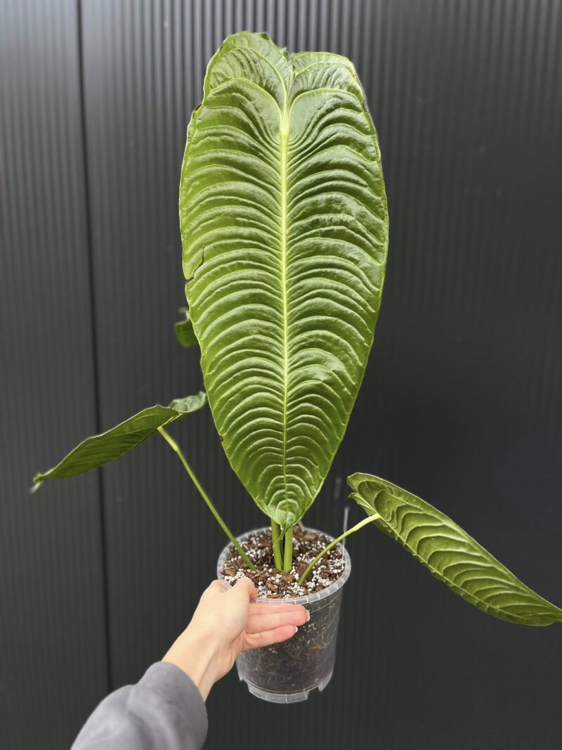 Anthurium Veitchii