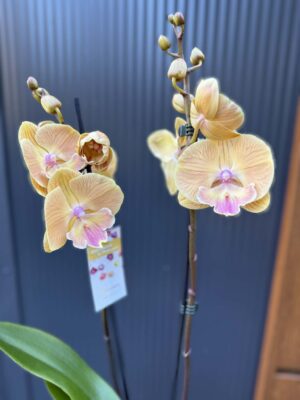 Phalaenopsis Limited 42 przekwitajacy