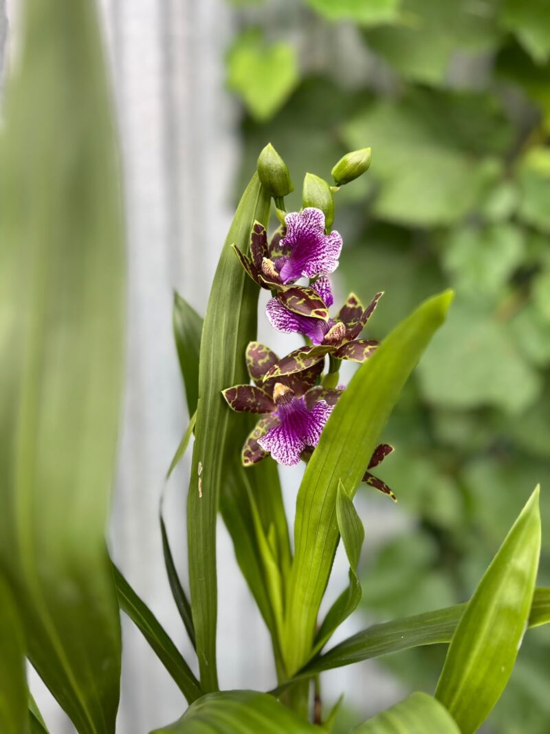 Zygopetalum Louisendorf | Storczyk pachnący