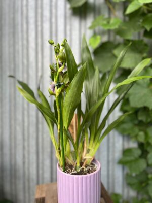 Zygopetalum Louisendorf | Storczyk pachnący