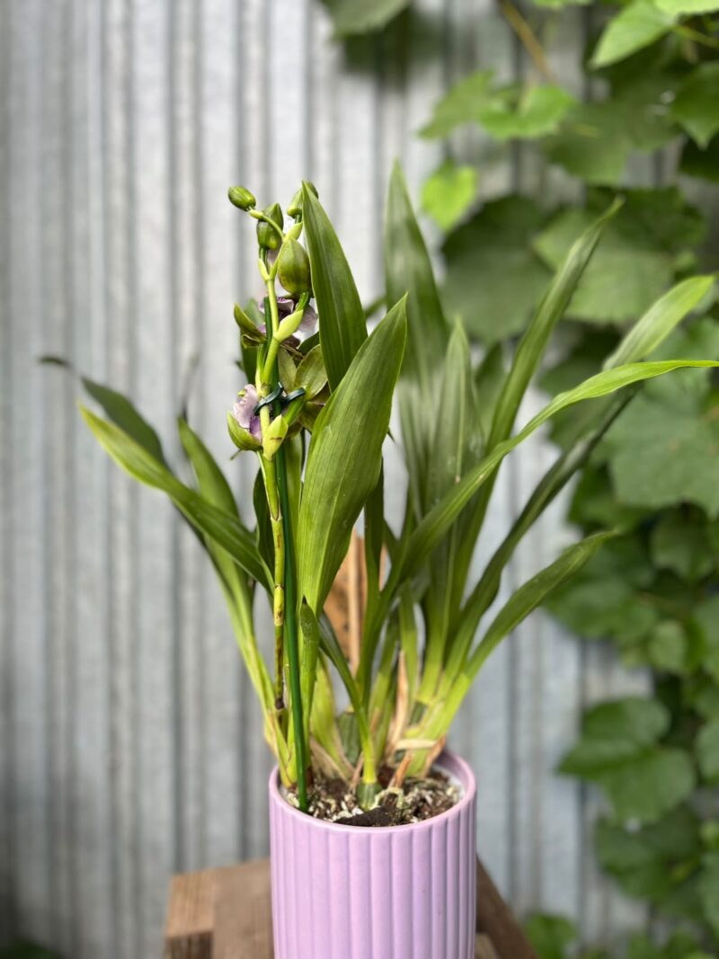 Zygopetalum Louisendorf | Storczyk pachnący