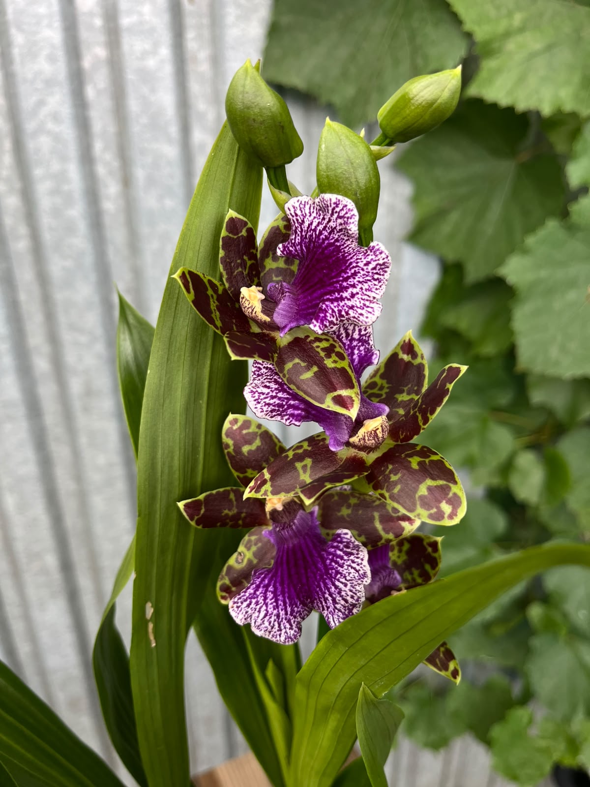 Zygopetalum Louisendorf | Storczyk pachnący