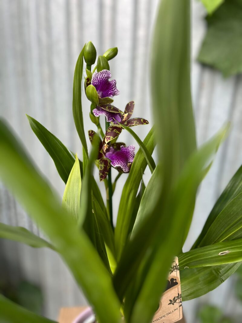 Zygopetalum Louisendorf | Storczyk pachnący