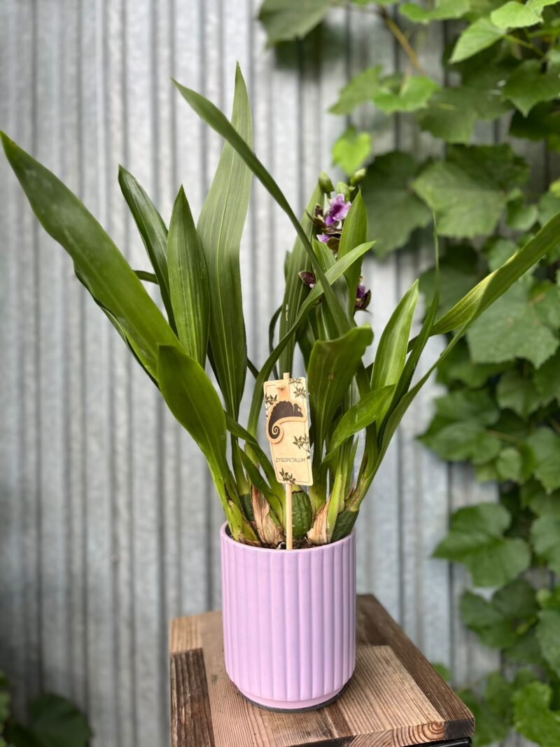 Zygopetalum Louisendorf | Storczyk pachnący