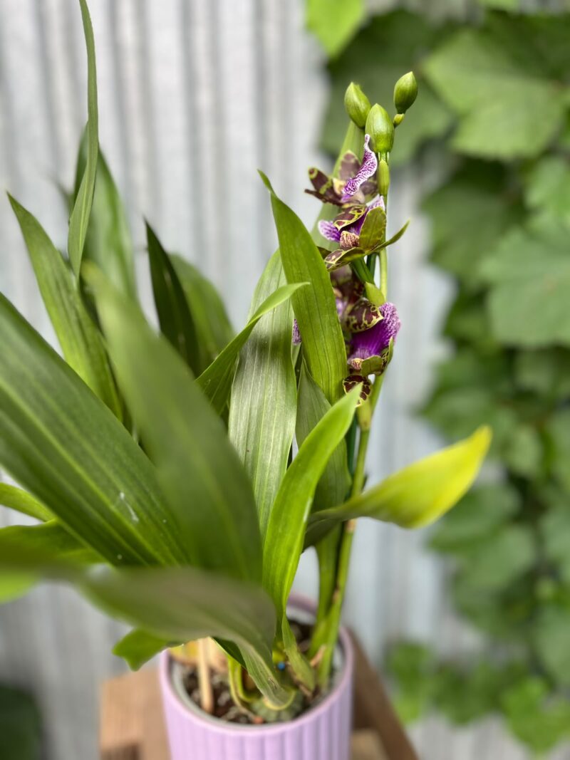 Zygopetalum Louisendorf | Storczyk pachnący