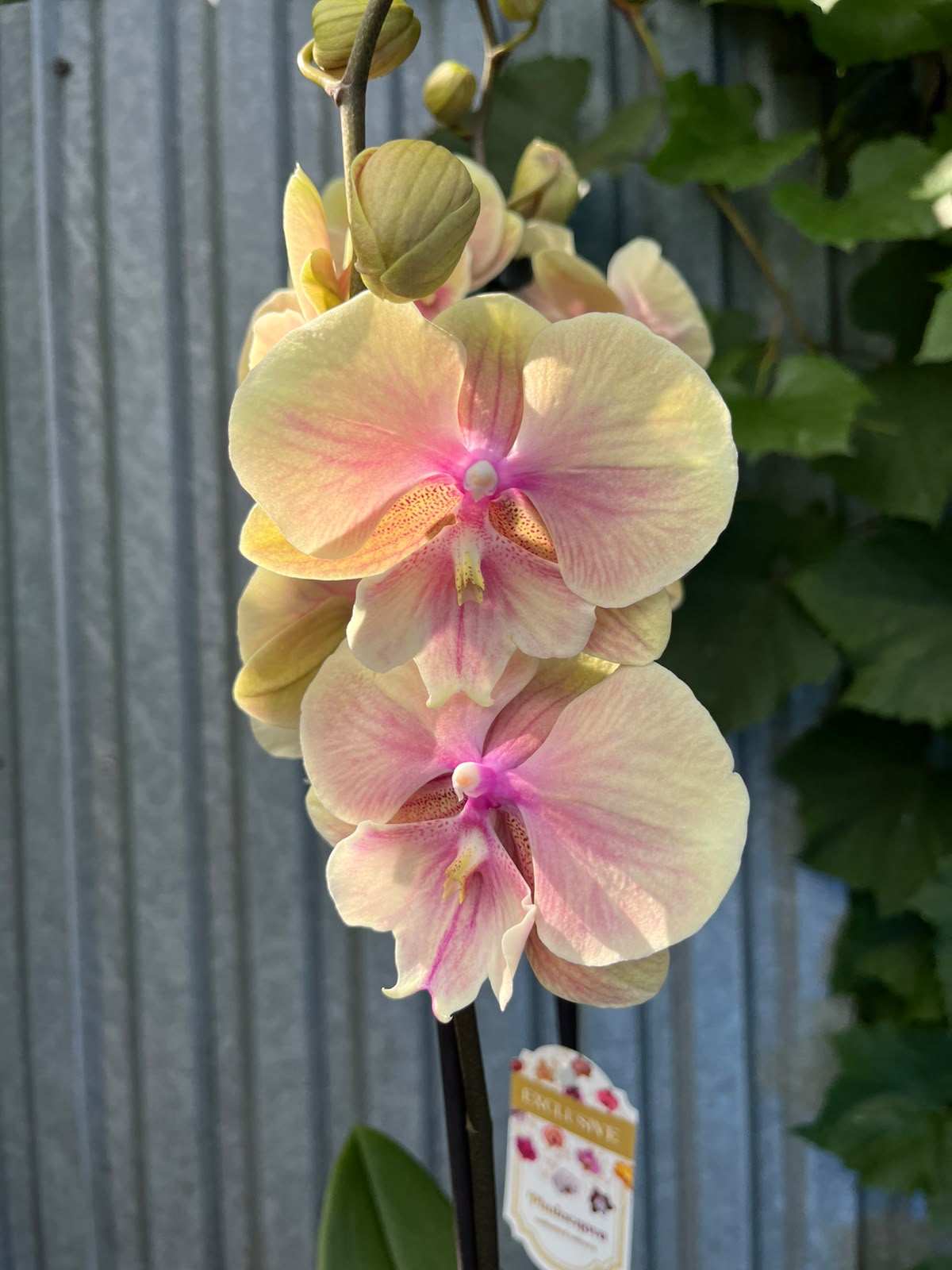 Phalaenopsis Daria | Storczyk