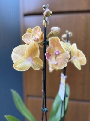 Phalaenopsis Limited 42 przekwitajacy