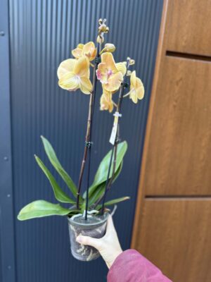 Phalaenopsis Limited 42 przekwitajacy