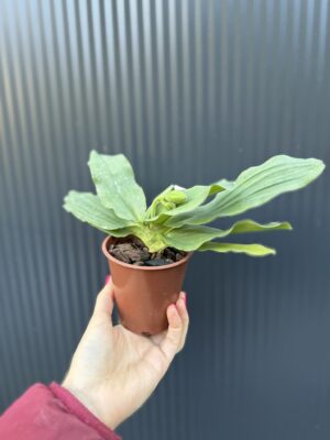 Storczyk Paphiopedilum – Pinocchio „Gelb”