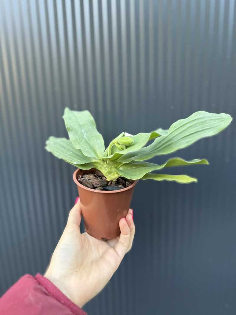 Storczyk Paphiopedilum – Pinocchio „Gelb”