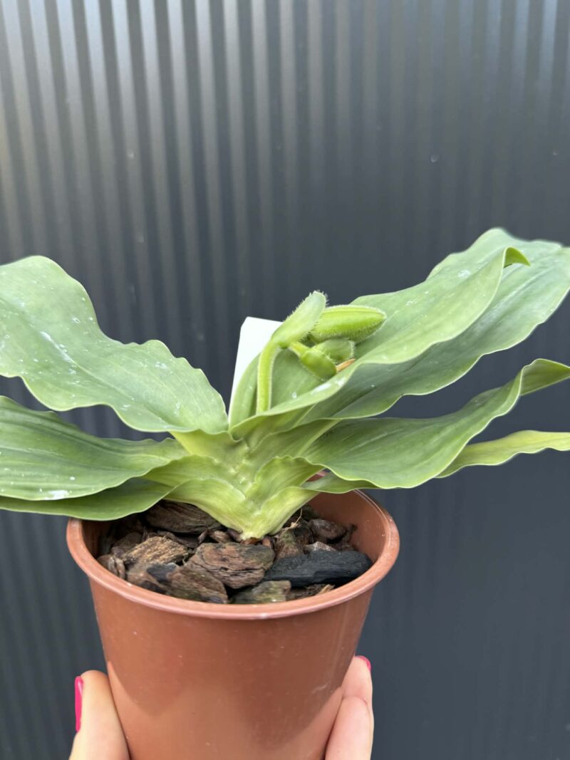 Storczyk Paphiopedilum – Pinocchio „Gelb”