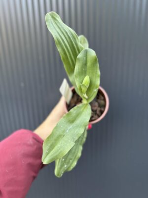 Storczyk Paphiopedilum – Pinocchio „Gelb”