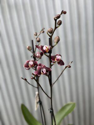 Phalaenopsis Ark’s Rhine | Storczyk przekwitający