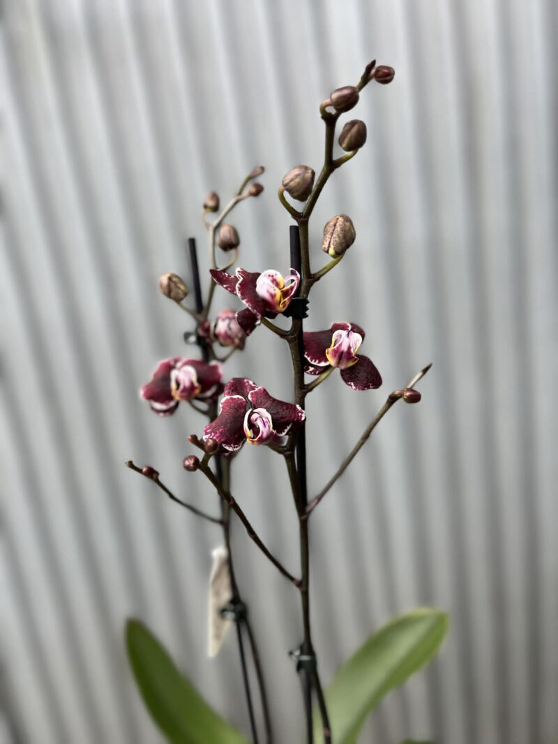 Phalaenopsis Ark’s Rhine | Storczyk przekwitający
