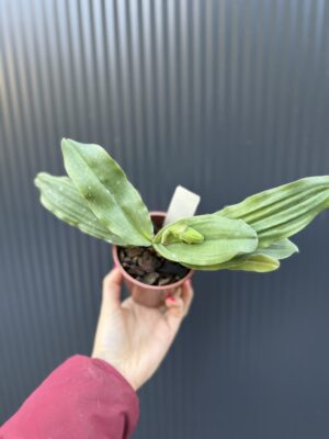 Storczyk Paphiopedilum – Pinocchio „Gelb”