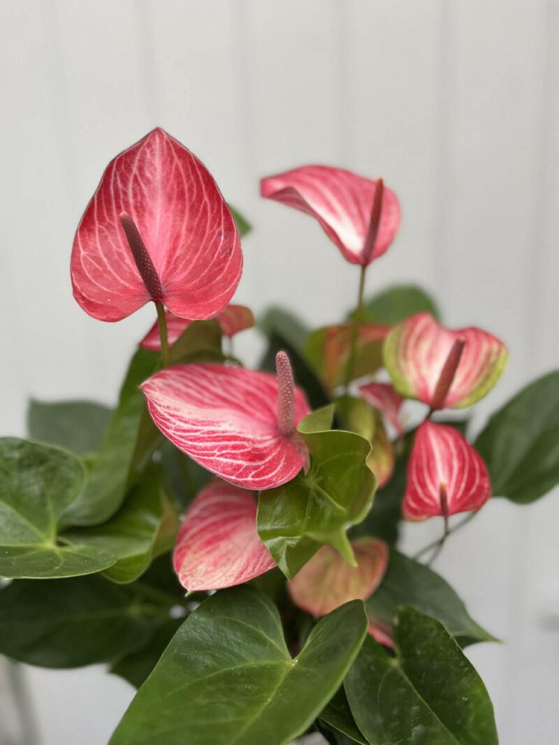 Anthurium andraeanum ‘Livium’