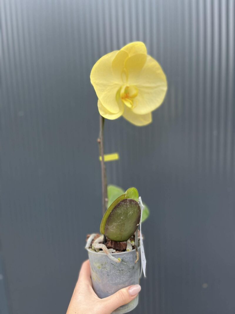 Phalaenopsis Singolo Aquarello Sunlight | Mix 3 kolory