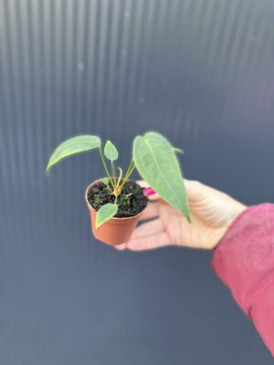 Anthurium Peltigerum – maluszek