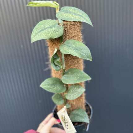 Rhaphidophora Hongkongensis Variegata