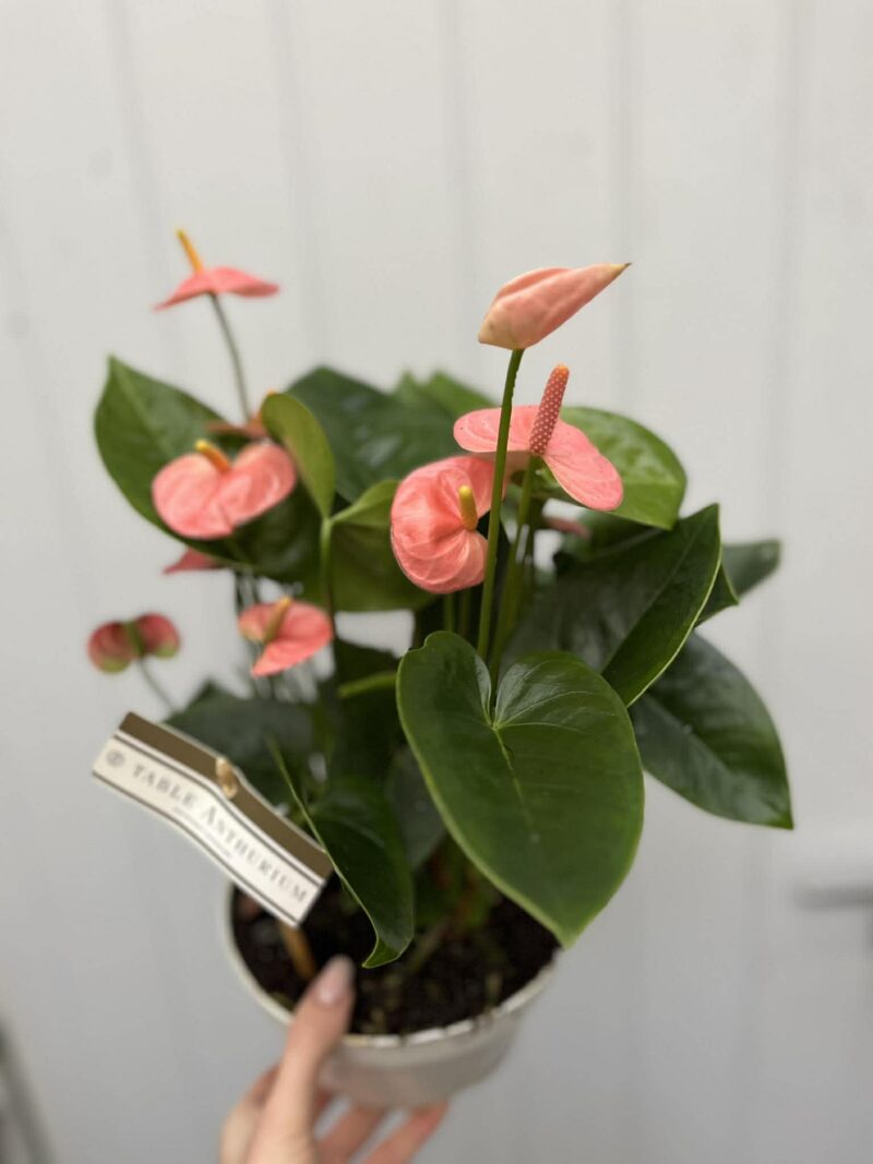 Anthurium andraeanum ‘Spirit Table’ Anthurium andraeanum ‘Spirit Table’