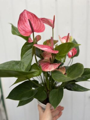 Anthurium andraeanum ‘Livium’